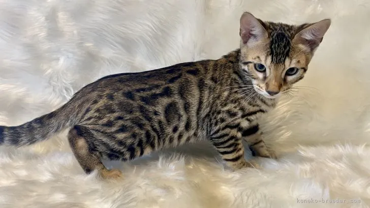 ID:2107-01052の子猫