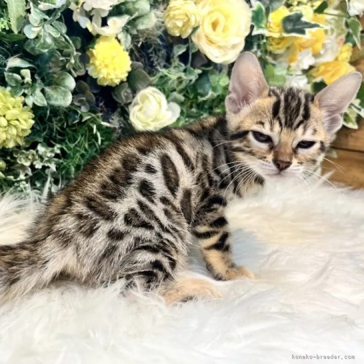 ID:2306-00079の子猫