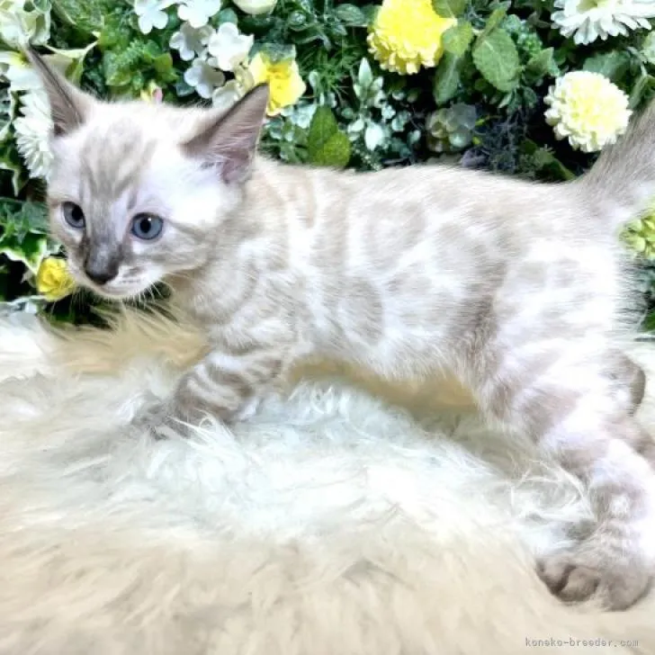 ID:2211-02433の子猫