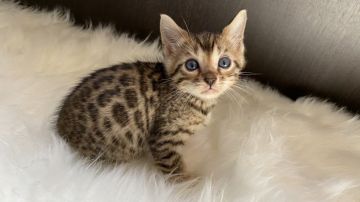 ベンガル【愛媛県・男の子・2020年8月13日・ブラウンスポテッドタビー(ロゼット)】の写真「好奇心旺盛🍁人懐っこい」