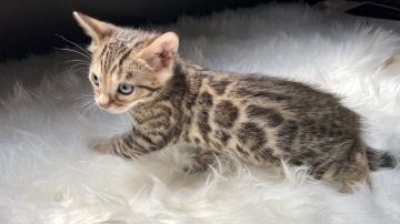 ベンガル【愛媛県・男の子・2020年7月1日・ブラウンスポテッドタビー(ロゼット)】の写真「大きい柄と大きい体格🐯大人しいお兄ちゃん」