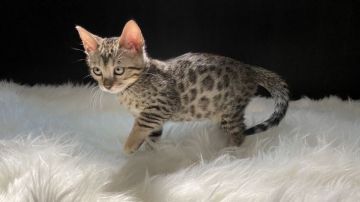 ベンガル【愛媛県・女の子・2020年6月24日・ブラウンスポテッドタビー(ロゼット)】の写真「細かい均等なロゼットが美しい💕」