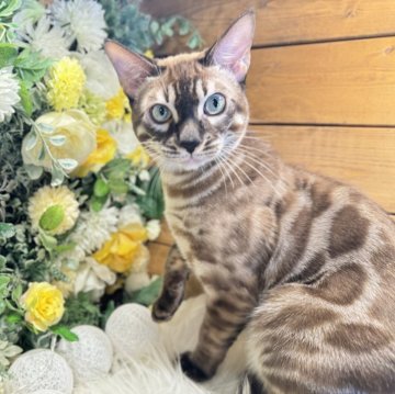 ベンガル【愛媛県・男の子・2023年9月13日・ミンク・チャコール（スノーベンガル）】の写真「今週のイチオシにゃん❤️」