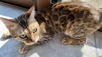 ベンガル【愛媛県・女の子・2019年5月3日・ブラウンスポテッドタビー(ロゼット)】の写真「人懐っこい🌟避妊手術済み」