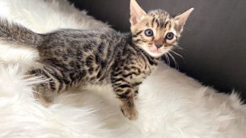 ベンガル【愛媛県・女の子・2020年9月15日・ブラウンスポテッドタビー(ロゼット)】の写真「大人しい🌟珍しい頭の柄❤」