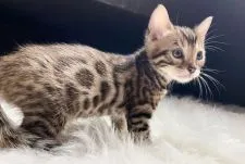 ベンガル【愛媛県・男の子・2020年5月15日・ブラウンスポテッドタビー(ロゼット)】の写真1