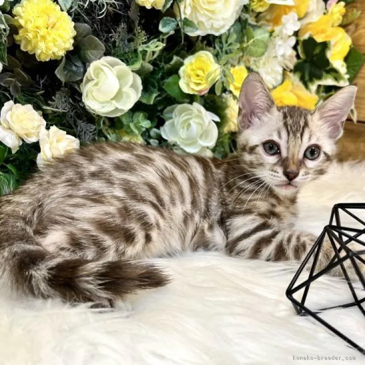 T.Y 様のお迎えした子猫