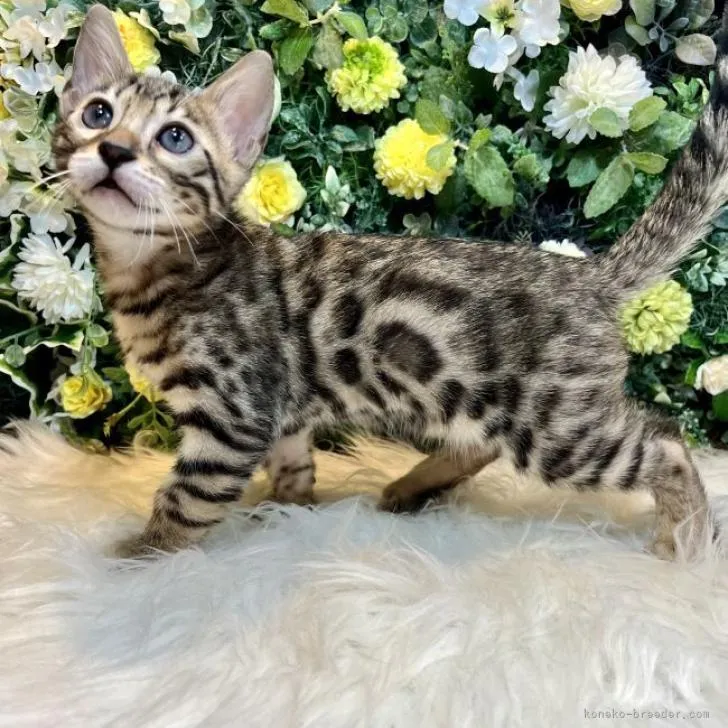 ID:2207-01905の子猫