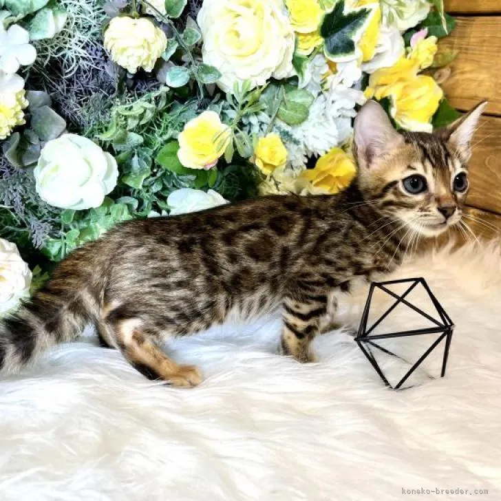 ID：2210-01592の子猫