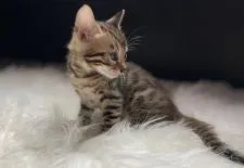 ベンガル【愛媛県・男の子・2020年5月15日・ブラウンスポテッドタビー(ロゼット)】の写真2