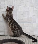 ベンガル【・女の子・2019年7月5日・シールセピアチャコールスポテッドタビー】