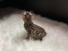 ベンガル【愛媛県・男の子・2020年5月15日・ブラウンスポテッドタビー(ロゼット)】の写真4