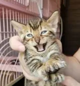 ベンガル【愛媛県・男の子・2019年5月1日・ブラウンスポテッドタビー】の写真5「がおー」