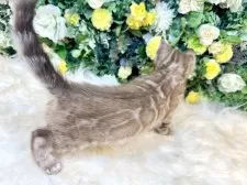 ベンガル【愛媛県・女の子・2025年8月25日・ミンクチャコール・スポテッド・タビー(ロゼット)】の写真10