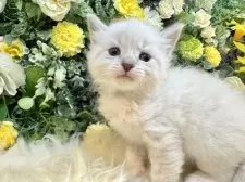 サイベリアン【愛媛県・男の子・2025年11月2日・ネヴァマスカレード・リンクスポイント】の写真12