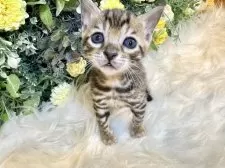 ベンガル【愛媛県・女の子・2025年10月1日・ブラウン・スポテッド・タビー(ロゼット)】の写真12