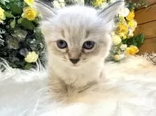 サイベリアン【愛媛県・女の子・2025年7月12日・ネヴァマスカレード・リンクスポイント】の写真12