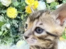 ベンガル【愛媛県・女の子・2025年10月1日・ブラウン・スポテッド・タビー(ロゼット)】の写真13