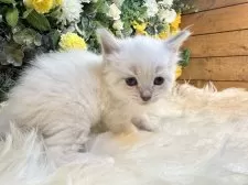 サイベリアン【愛媛県・男の子・2025年11月2日・ネヴァマスカレード・リンクスポイント】の写真13