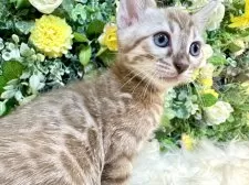 ベンガル【愛媛県・男の子・2025年8月25日・ミンクチャコール・スポテッド・タビー(ロゼット)】の写真14