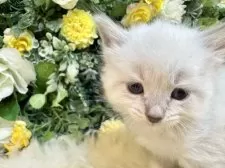 サイベリアン【愛媛県・男の子・2025年11月2日・ネヴァマスカレード・リンクスポイント】の写真14