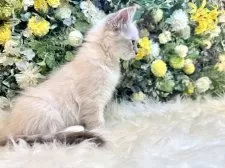 サイベリアン【愛媛県・女の子・2025年7月12日・ネヴァマスカレード・リンクスポイント】の写真15
