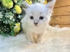 サイベリアン【愛媛県・男の子・2025年11月2日・ネヴァマスカレード・リンクスポイント】の写真15