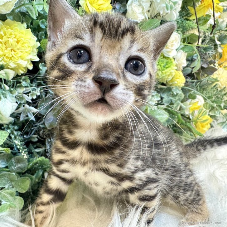 ブリーダー画像