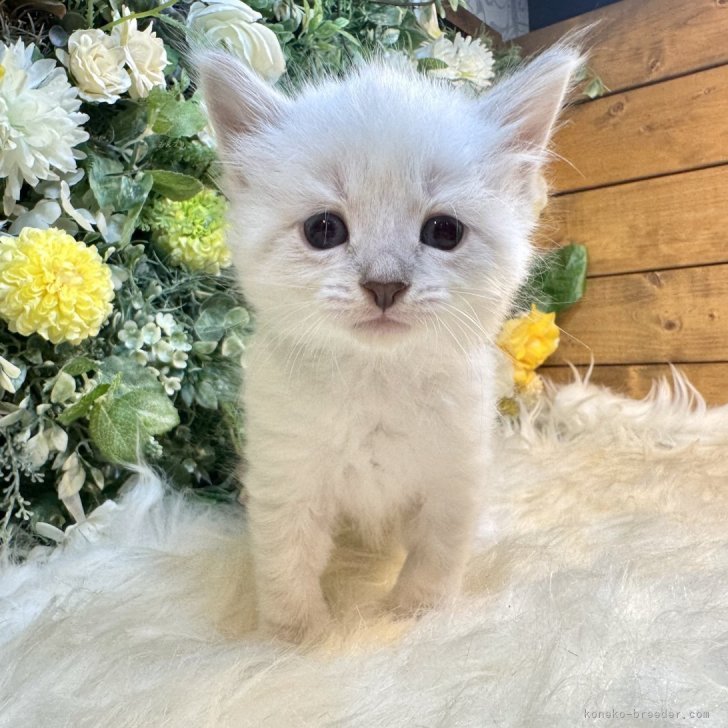 ブリーダー画像