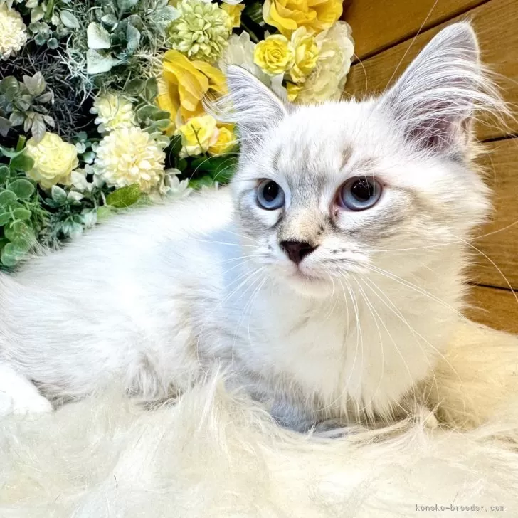 サイベリアン【愛媛県・女の子・2025年7月12日・ネヴァマスカレード・リンクスポイント】の写真1