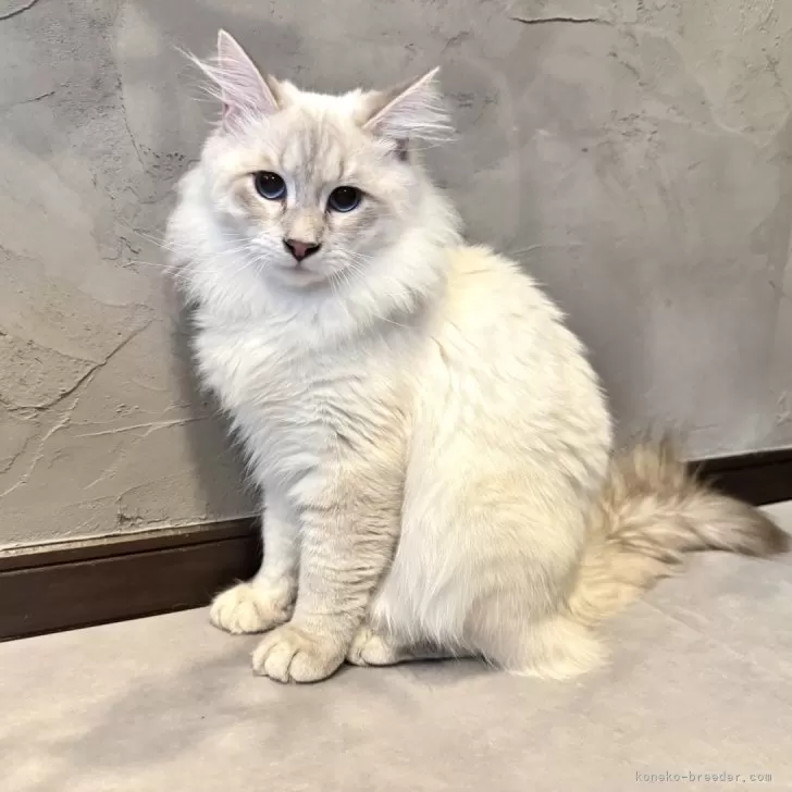 ID：2410-00819の子猫