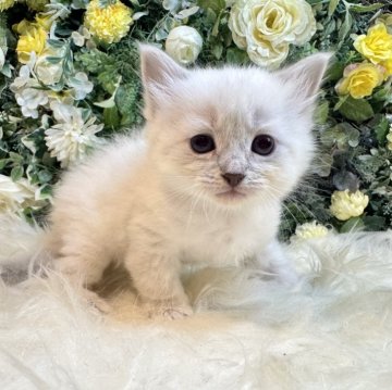 サイベリアン【愛媛県・女の子・2025年11月2日・ネヴァマスカレード・リンクスポイント（もふもふ）】の写真「青い瞳の美しい大型猫❤️最強毛量もふもふ」