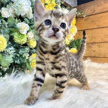 ベンガル【愛媛県・男の子・2025年10月1日・ブラウン・スポテッド・タビー(ロゼット)（美ロゼット・グリッター有り）】の写真「ハイグレードな美ロゼットベンガル」