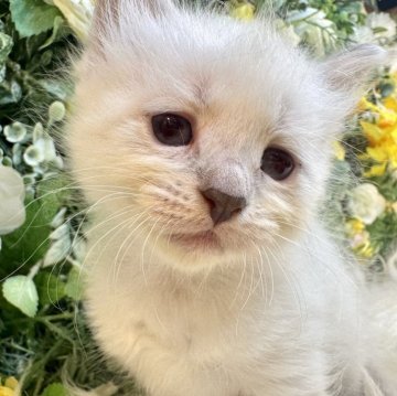 サイベリアン【愛媛県・女の子・2025年11月2日・ネヴァマスカレード・リンクスポイント（もふもふ）】の写真「歳末新春SALE【✨輸送費無料✨】美しい青い瞳」