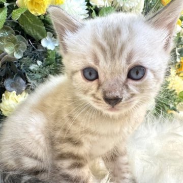 ベンガル【愛媛県・男の子・2025年10月4日・リンクスチャコール・スポテッド・タビー(ロゼット)（美ロゼット・グリッター有り）】の写真「美しいスノーベンガル❤️くっきり模様」