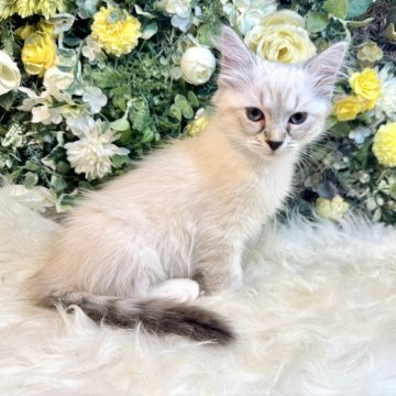 サイベリアン【愛媛県・女の子・2025年7月12日・ネヴァマスカレード・リンクスポイント（もふもふ）】の写真「美しく、とても人懐っこい❤️抱っこ撫で撫で大好き」