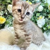 ベンガル