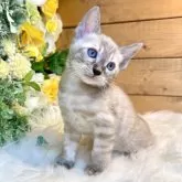 ベンガル