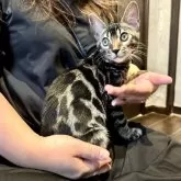 ベンガル
