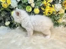 サイベリアン【愛媛県・男の子・2025年11月2日・ネヴァマスカレード・リンクスポイント】の写真4