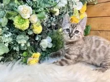 ベンガル【愛媛県・男の子・2025年8月25日・ミンクチャコール・スポテッド・タビー(ロゼット)】の写真4