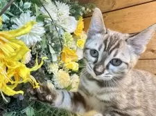 ベンガル【愛媛県・男の子・2025年8月25日・ミンクチャコール・スポテッド・タビー(ロゼット)】の写真5