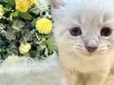 サイベリアン【愛媛県・男の子・2025年11月2日・ネヴァマスカレード・リンクスポイント】の写真6