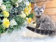 ベンガル【愛媛県・男の子・2025年8月25日・ミンクチャコール・スポテッド・タビー(ロゼット)】の写真6