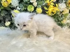 サイベリアン【愛媛県・男の子・2025年11月2日・ネヴァマスカレード・リンクスポイント】の写真7