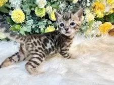 ベンガル【愛媛県・女の子・2025年10月1日・ブラウン・スポテッド・タビー(ロゼット)】の写真8