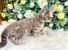 ベンガル【愛媛県・女の子・2025年8月25日・ミンクチャコール・スポテッド・タビー(ロゼット)】の写真8