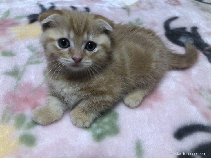 ID:1804-00208の子猫