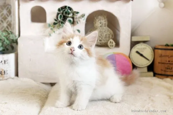 tomo 様のお迎えした子猫