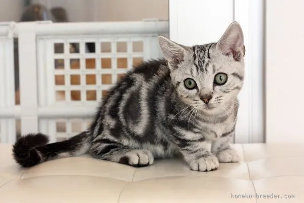 ID：1504-00474の子猫